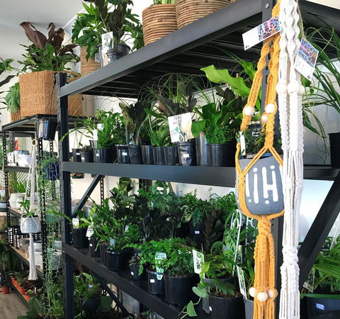 Fancy Plants - Kalgoorlie Accommodation 0