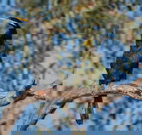 Greenough River Nature Trail - Kalgoorlie Accommodation