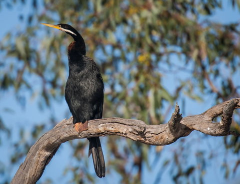 Greenough River Nature Trail - Kalgoorlie Accommodation 0