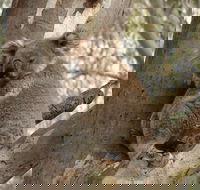 Koala Spotting Narrandera - Kalgoorlie Accommodation