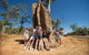 Magnetic Termite Mounds - thumb 0