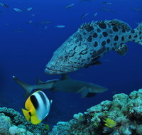 Osprey Reef - Kalgoorlie Accommodation