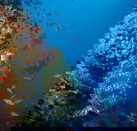 SS Yongala Dive Site - Kalgoorlie Accommodation