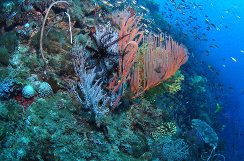 SS Yongala Dive Site - Kalgoorlie Accommodation 1