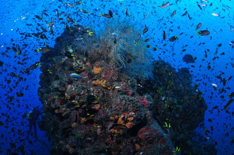 SS Yongala Dive Site - Kalgoorlie Accommodation 2