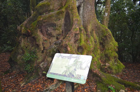 Best Of All Lookout Track, Springbrook National Park - Kalgoorlie Accommodation 2