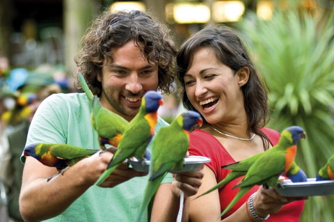Currumbin Wildlife Sanctuary - Kalgoorlie Accommodation 0