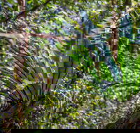 Great North walk - Palm Grove Nature Reserve - Kalgoorlie Accommodation
