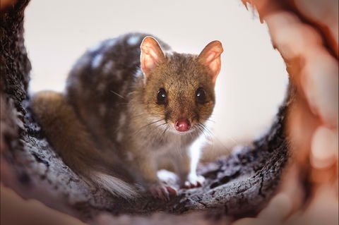 Mulligans Flat Woodland Sanctuary - Kalgoorlie Accommodation 0