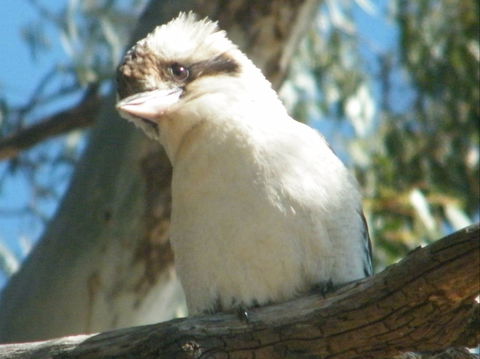 Bird Watching In Narrandera - Kalgoorlie Accommodation 1
