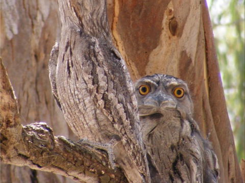 Bird Watching In Narrandera - Kalgoorlie Accommodation 2