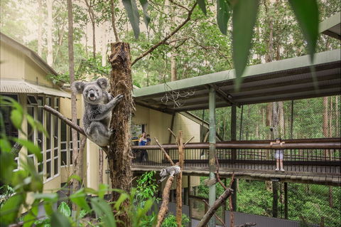 Daisy Hill Koala Centre - Kalgoorlie Accommodation 0