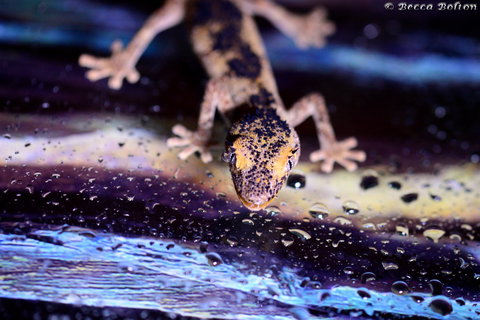 Discover Deadly - Kalgoorlie Accommodation 2