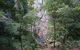 Kondalilla Falls Circuit, Kondalilla National Park - thumb 0
