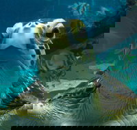 Reef HQ Aquarium - Kalgoorlie Accommodation