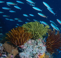 Southern Small Detached Reef Dive Site - Kalgoorlie Accommodation
