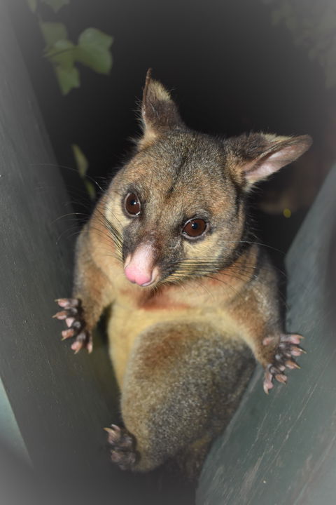 Umpherston Possum Tours - Kalgoorlie Accommodation 1