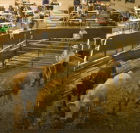 Wagga Wagga Livestock Marketing Centre - Kalgoorlie Accommodation