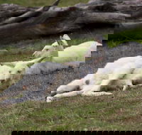Yarra Valley Nocturnal Zoo - Kalgoorlie Accommodation