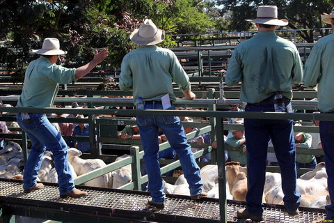 Blackall Saleyards - Kalgoorlie Accommodation 2