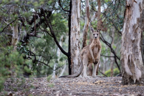 Currawong Bush Park - Kalgoorlie Accommodation 1