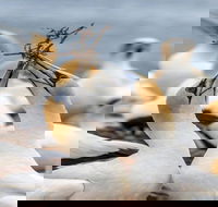 Gannets in Portland - Kalgoorlie Accommodation