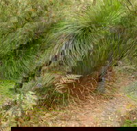Grass Tree Circuit - Kalgoorlie Accommodation