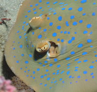 Jorgey's Patch Dive Site - Kalgoorlie Accommodation