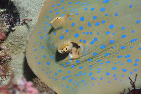 Jorgey's Patch Dive Site - Kalgoorlie Accommodation 0