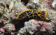 Jorgey's Patch Dive Site - thumb 1