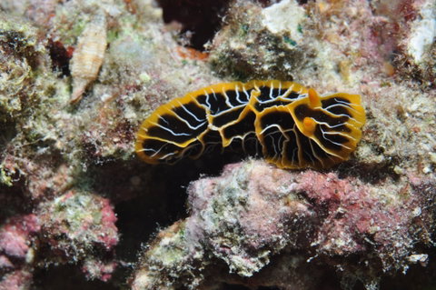 Jorgey's Patch Dive Site - Kalgoorlie Accommodation 1