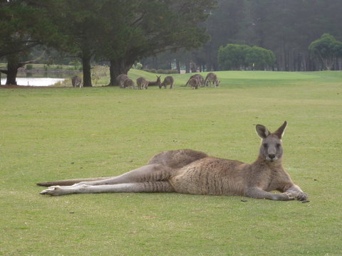 Kangaroo Tours At Gisborne Golf Club Inc - Kalgoorlie Accommodation 1