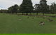 Kangaroo Tours At Gisborne Golf Club Inc - thumb 2