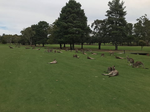 Kangaroo Tours At Gisborne Golf Club Inc - Kalgoorlie Accommodation 2