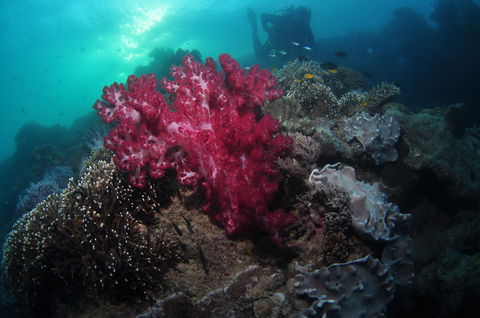 Luncheon Bay Dive Site - Kalgoorlie Accommodation 0