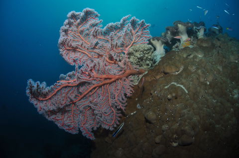 Luncheon Bay Dive Site - Kalgoorlie Accommodation 1