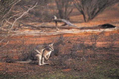 Mildura - Kalgoorlie Accommodation 2
