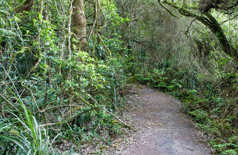 Rainforest Walking Track, Roberston Nature Reserve - Kalgoorlie Accommodation 0