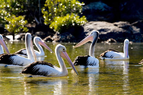 Snorkel Hat Head Creek - Kalgoorlie Accommodation 2