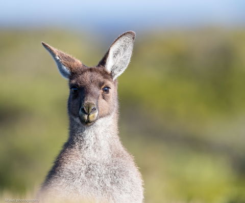 The Sole Walk At Hillocks Drive - Kalgoorlie Accommodation 1