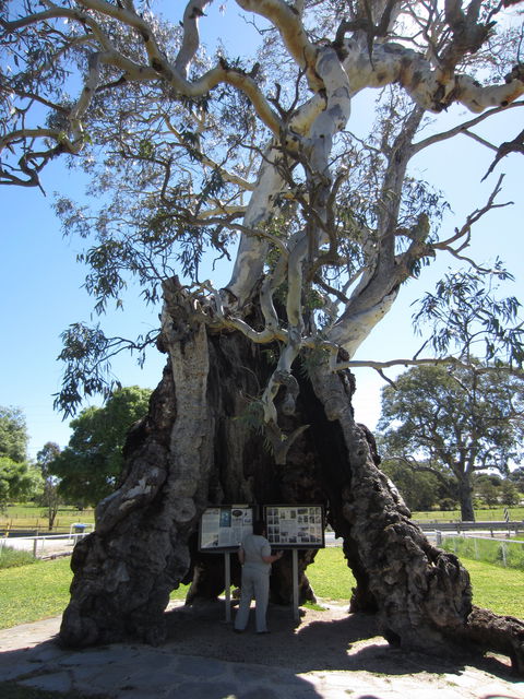 The Herbig Family Tree - Kalgoorlie Accommodation 0