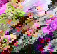 Tinonee Orchid Nursery - Kalgoorlie Accommodation