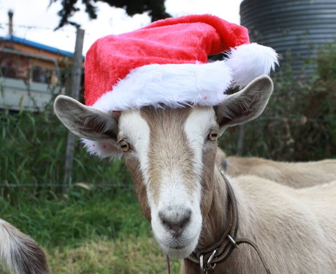 Bream Creek Farmers Market - Kalgoorlie Accommodation 0