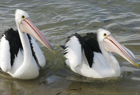 Chinaman Wells - Kalgoorlie Accommodation 0