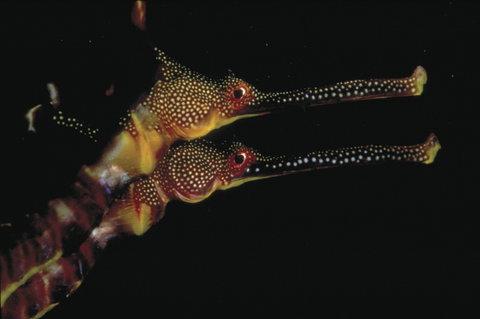 Eagle Rock Marine Sanctuary - Kalgoorlie Accommodation 0