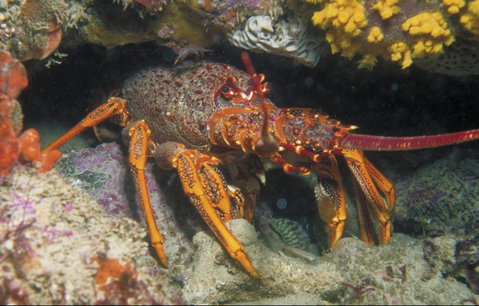 Eagle Rock Marine Sanctuary - Kalgoorlie Accommodation 1