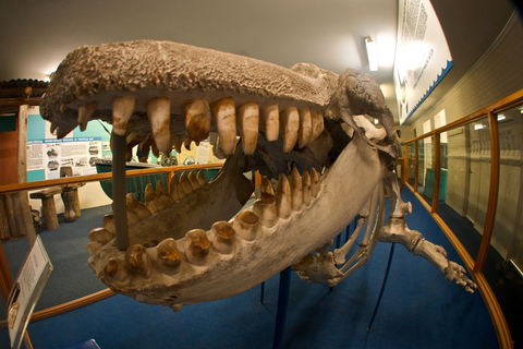 Eden Killer Whale Museum - Kalgoorlie Accommodation 0