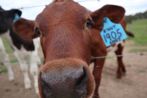 Farm Visit  Dungog - Kalgoorlie Accommodation 2