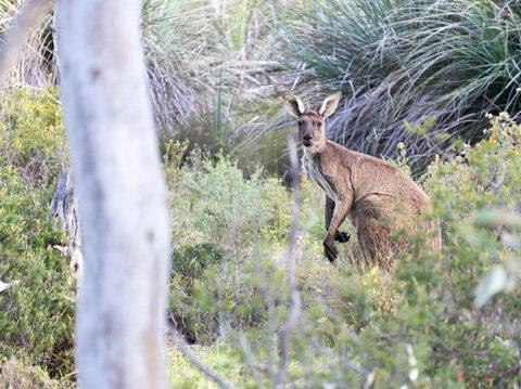 Kaiserstuhl Conservation Park - Kalgoorlie Accommodation 0