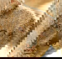 Koala Reserve - Kalgoorlie Accommodation